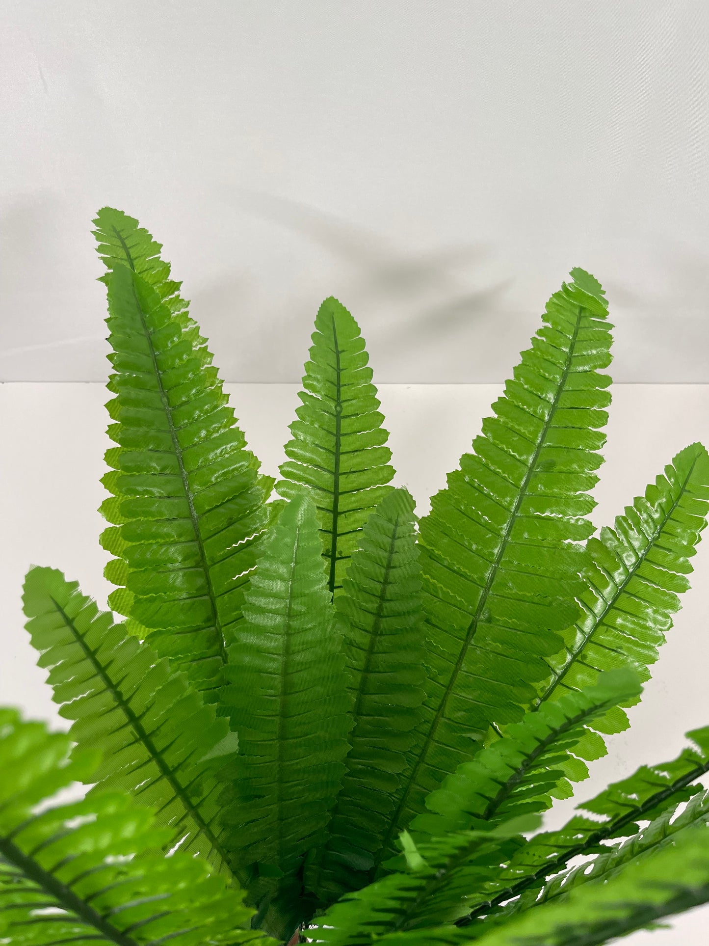 Fern Leaves bush light green color close up image by 7CirclesUSA
